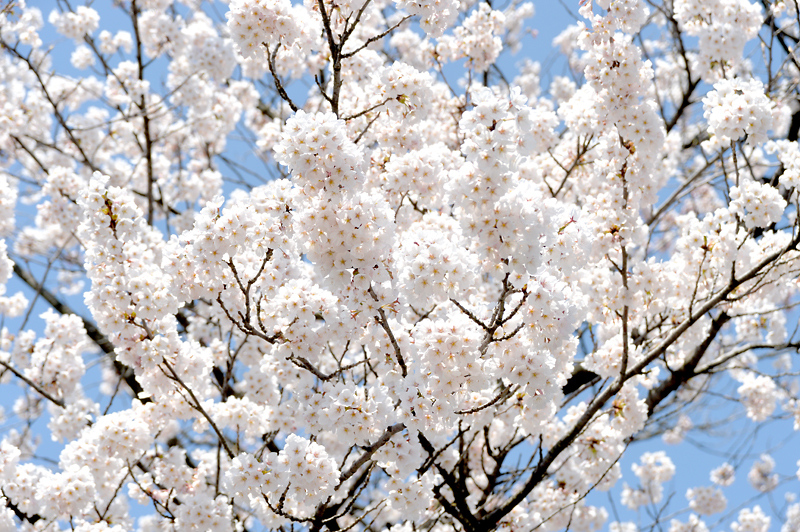 桜の花