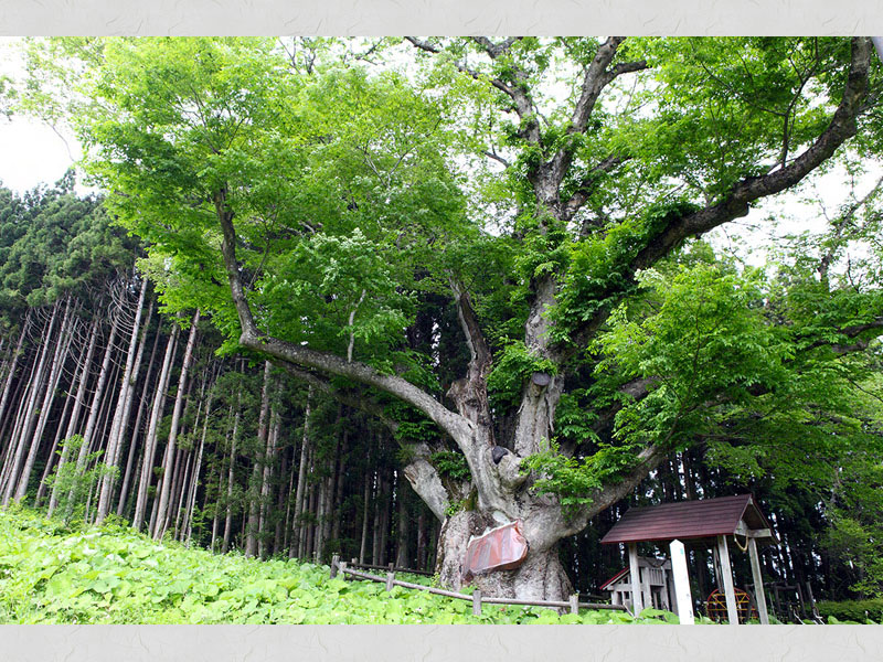 15.帝釈寺のケヤキ