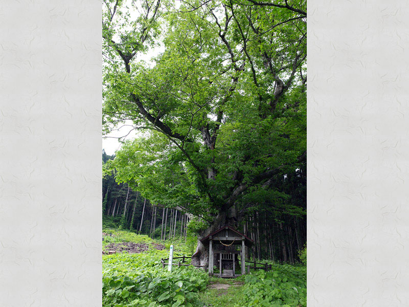 15.帝釈寺のケヤキ