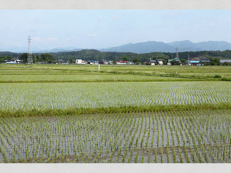 43.大川石崎遺跡柵列柱脚