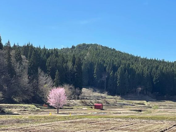 田んぼの中の一本桜