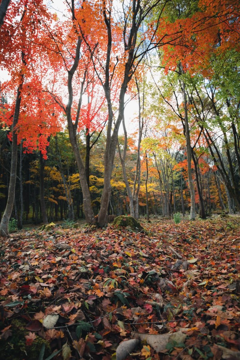 道の駅五城目の散策路の紅葉