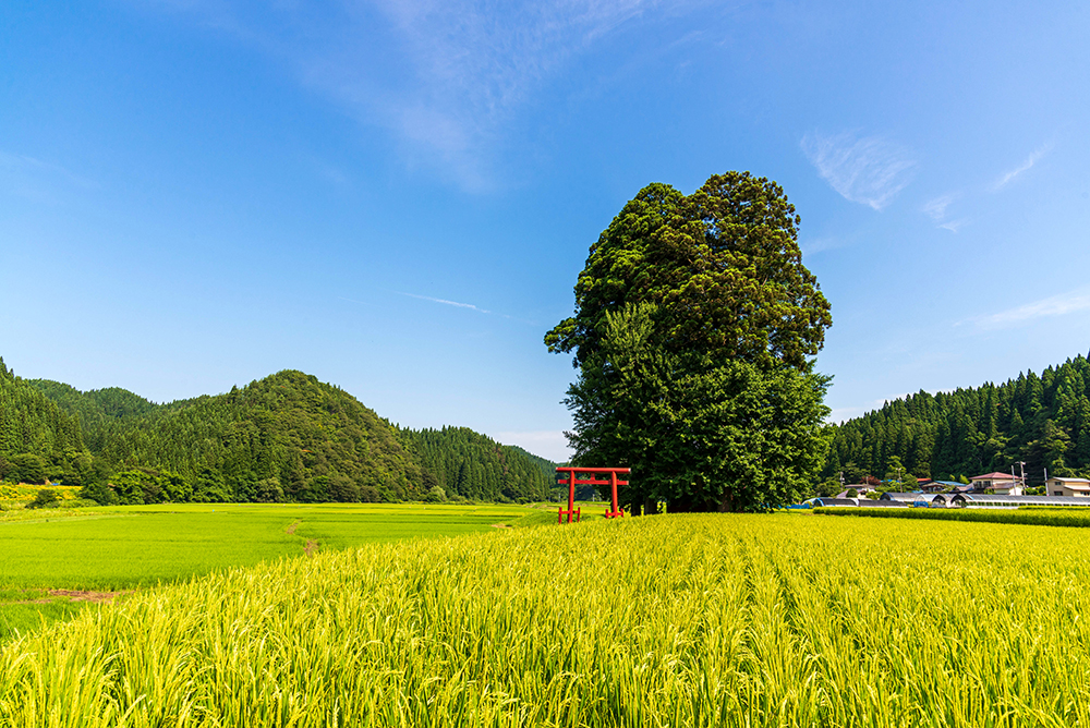 内川黒土のイチョウ