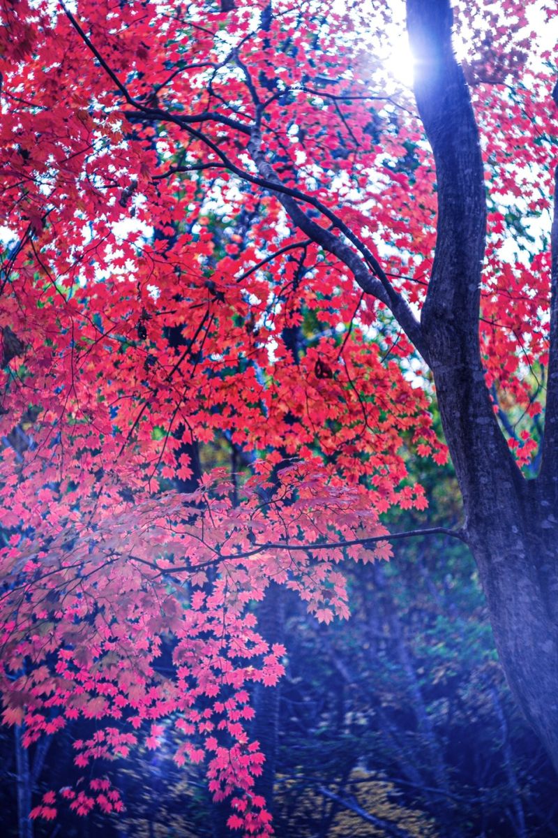 道の駅五城目のもみじの紅葉