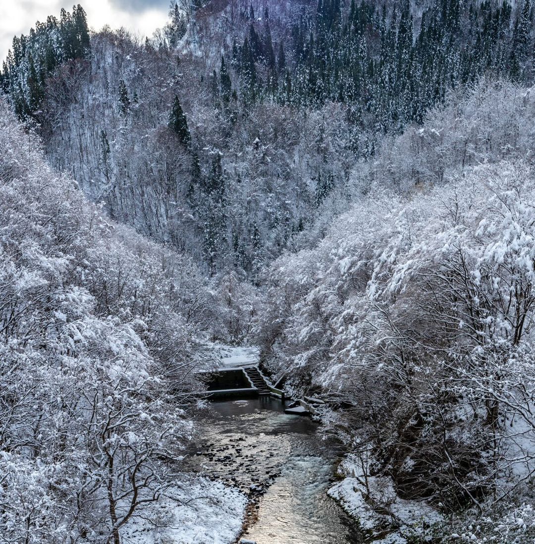 雪便り