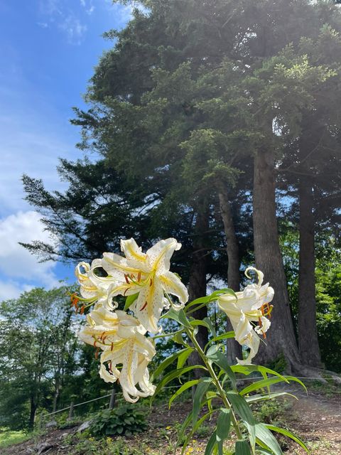 五城目町の花「山ゆり」と大きなもみの木